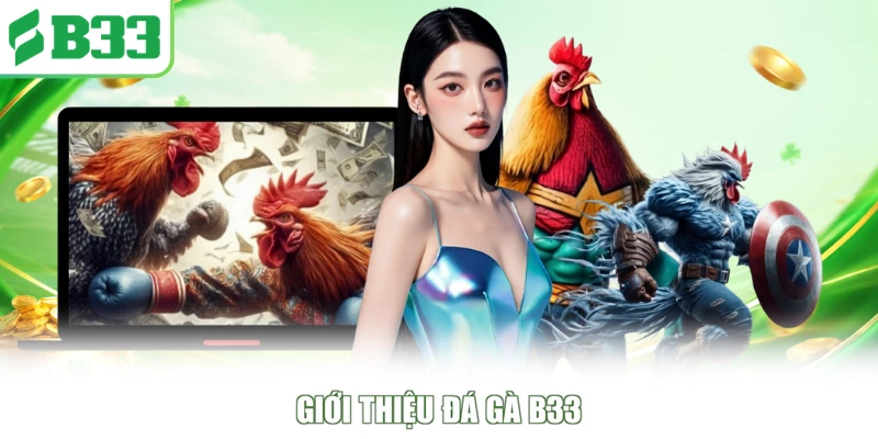 Giới thiệu đá gà B33